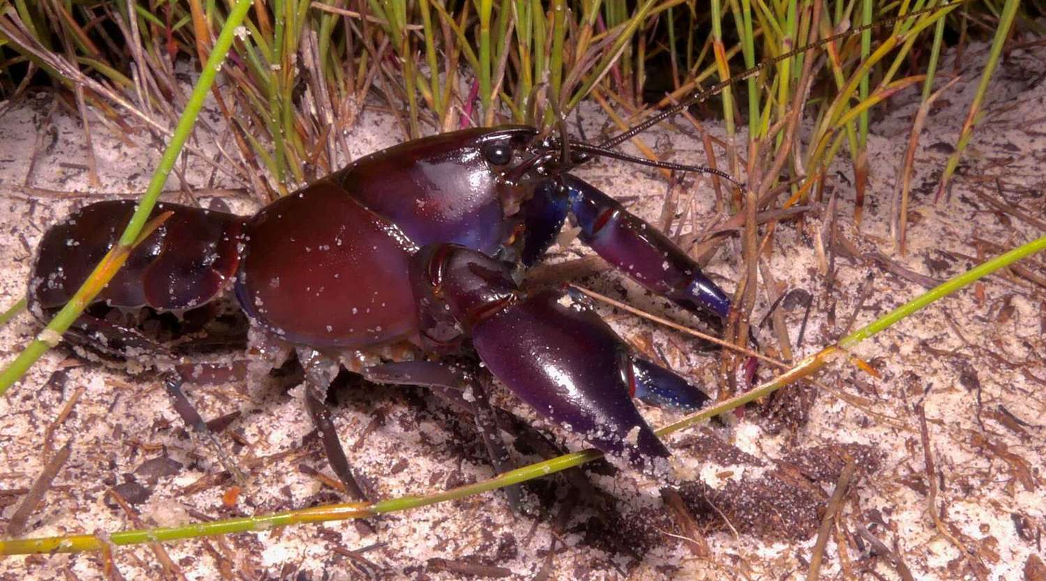 sand yabby in the water