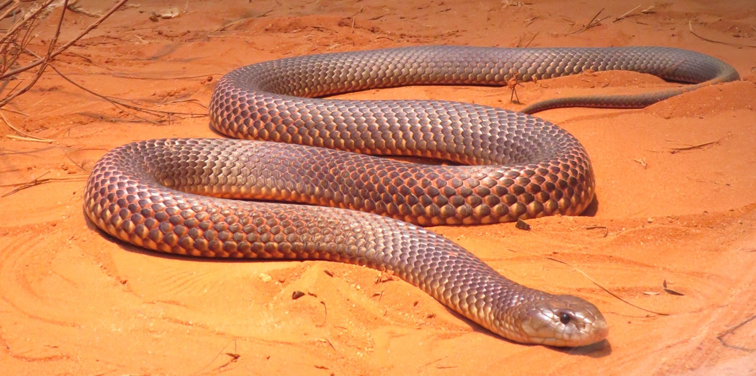 Eastern Brown Snake