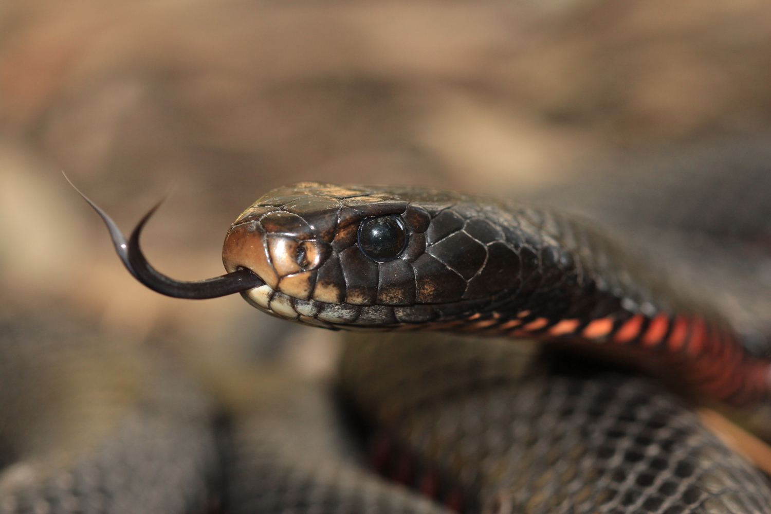 Red Bellied Black Snake