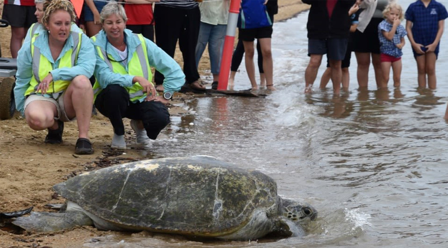 Turtles in Trouble Rescue coordinators Holly West and Ali Hammond release a rehabilitated sea turtle back into the waters of the Great Sandy Strait.