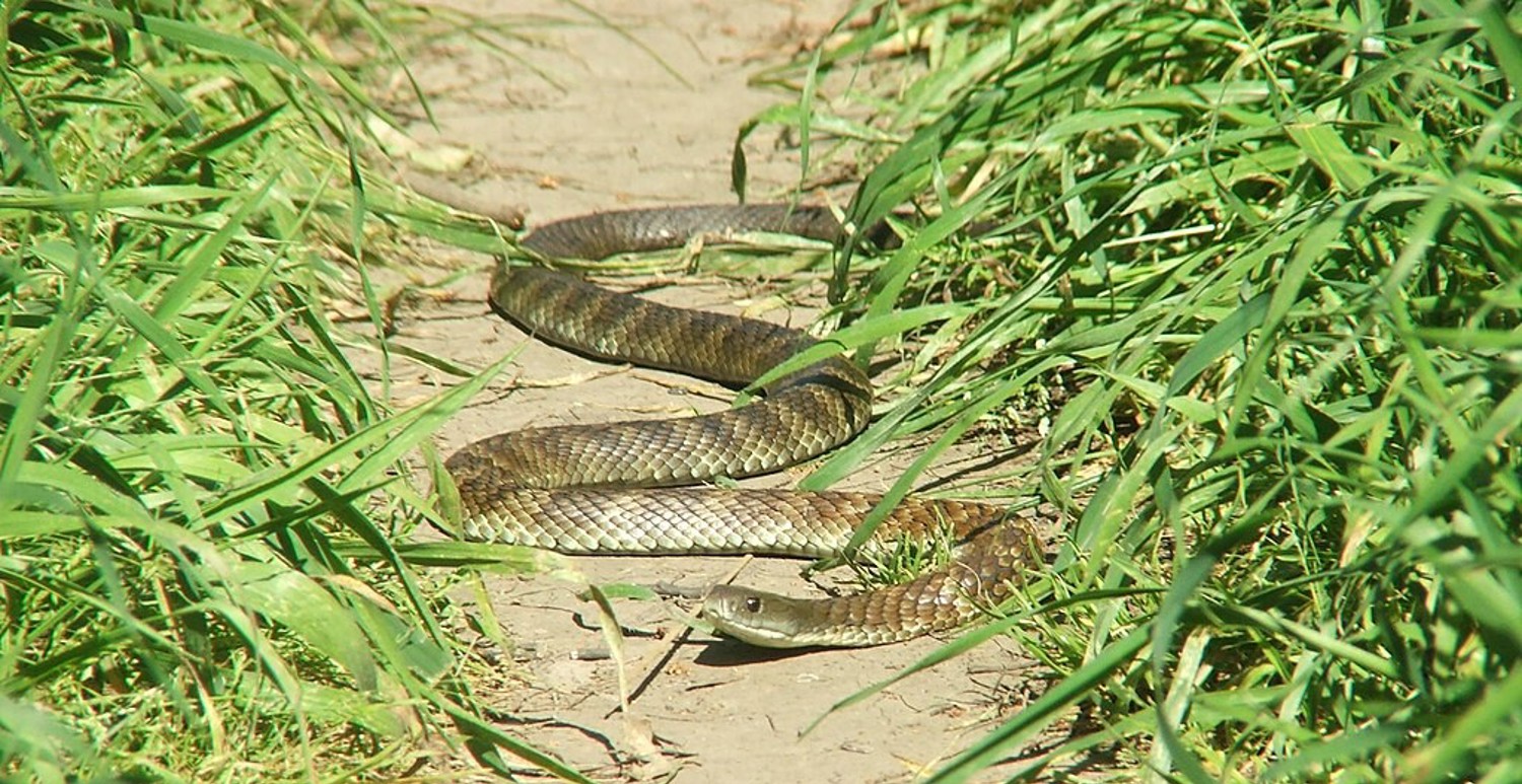 Eastern Tiger Snake