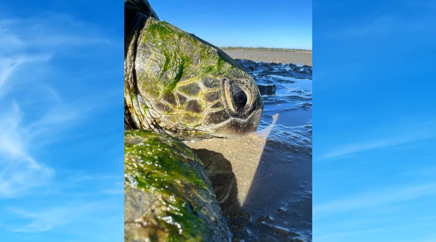 Close up of marine sea turtle