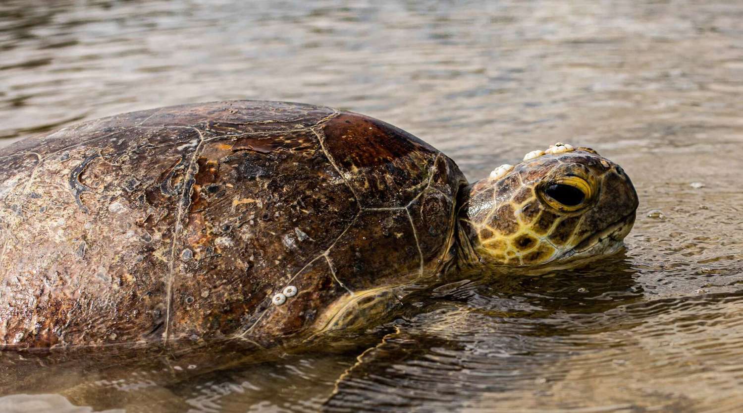 Green Sea Turtle in Hervey Bay